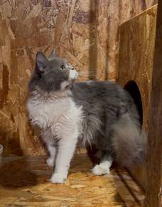 British Longhair Bicolour Pure Breed (Promo)