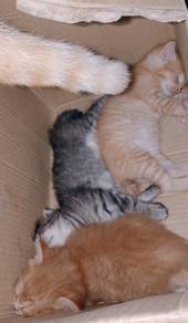 kucing