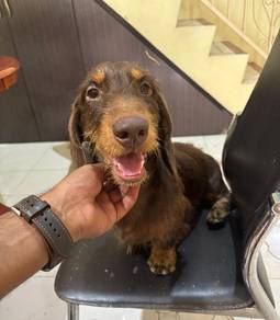 Long Coat Dachshund Male