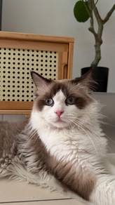 ragdoll