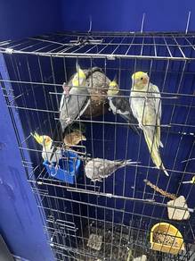 birds , cockatiel , Cage ,