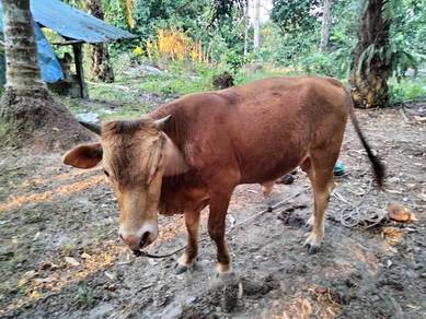 Limosin untuk raya haji atau bela