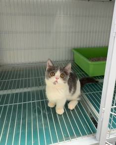 Bicolor Munchkin kitten
