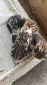 Anak Kucing untuk diadopt