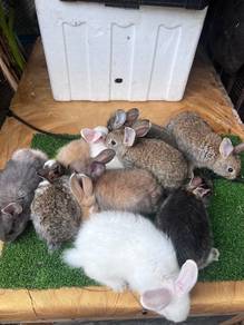 Arnab Rabbit
