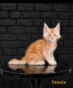 W6 Maine Coon