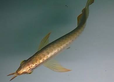 Arowana golden head crossback 15 inch