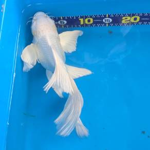 Premium White Butterfly Koi For Sale ✨🐟