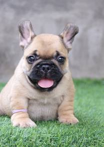 FRENCH BULLDOG PUPPIES FB303🌻Cute Puppy Available