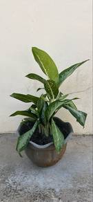 Pokok