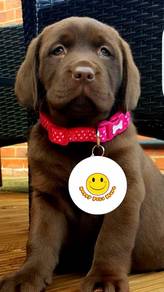 GGTT-1000 Labrador puppies dogs