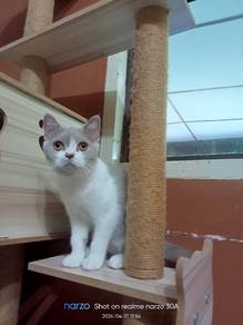 BSH bicolor lilac