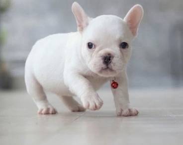 FRENCH BULLDOG PUPPIES 🌻VIP173 ~ Girl