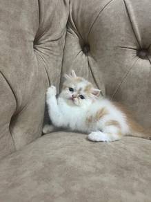 persian flat face