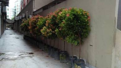 Eugenia Oleana (Topiary) 5-6ft