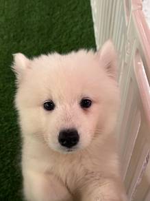 Samoyed Dog