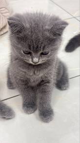 British Shorthair