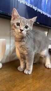 scottish straight male kitten