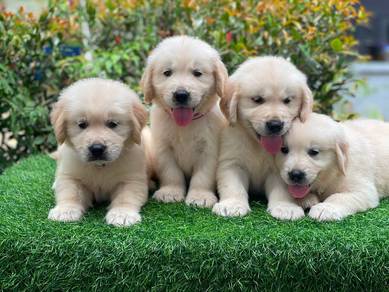 Golden Retriever puppies. 