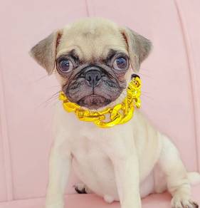 Pug