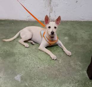 puppy free adoption