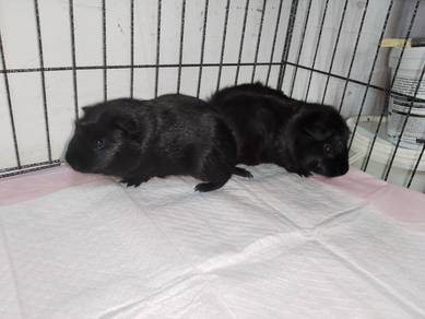 guinea pig jantan