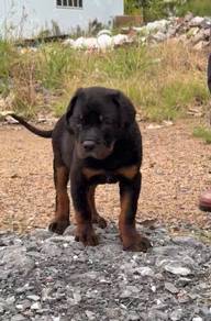 Rottweiler High Quality puppy male female