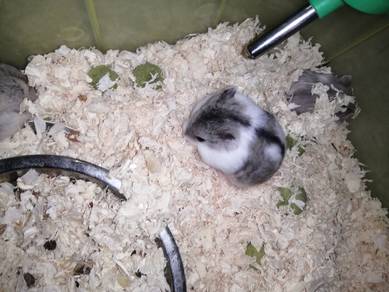 Hamster Campbell Agouti Mottled