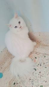 female cat.