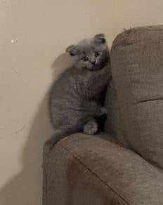 scottish fold blue female kitten