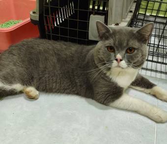 Kucing BSH