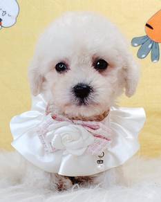 Poodle