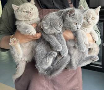 BSH Kitten
