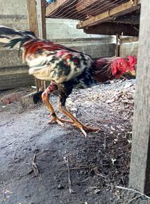 Ayam dijual murah2 