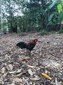 ayam hutan original 