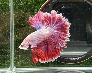 Thailand betta fish