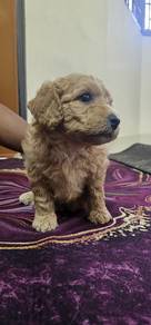 tiny poodles puppies 
