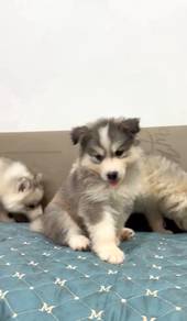 Husky puppies n cute puppies