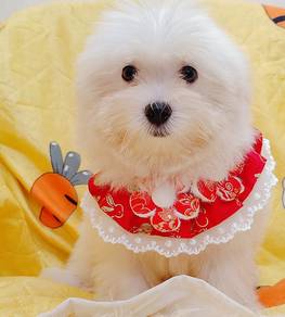 Maltese