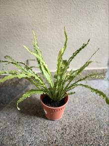 Plants for Sale