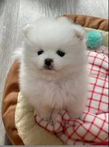 Fuzzy Pomeranian Fluffy Puppy with Fox Face Puppy