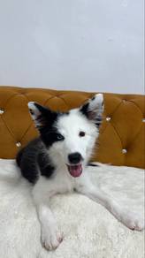 Border Collie Black & White