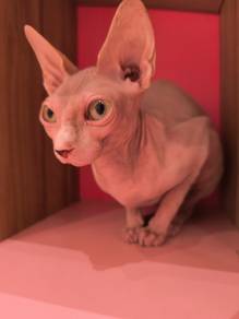 Sphynx Cat 🐾