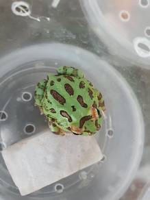 pacman frog katak pelihara