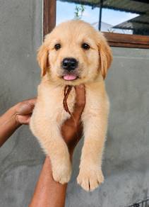 Golden puppy. 