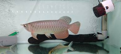 SHB arowana untuk di jual 10ic