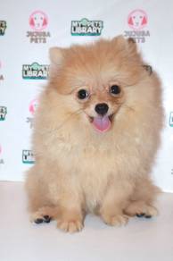 J0052 Pomeranian Fluffy Pom Snowball Puppy