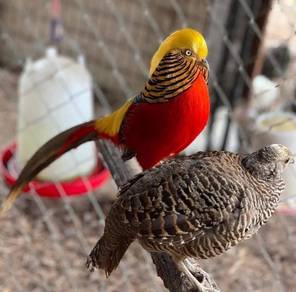 burung kuang red golden pheasant