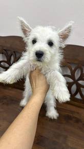 west highland terrier WestieFemale