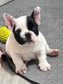French Bulldog Puppy 14
